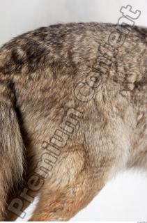 Wolf leg photo reference 0004